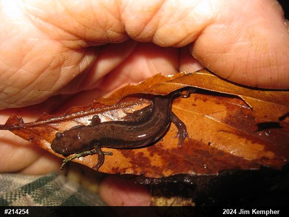 Allegheny Mountain Dusky Salamander