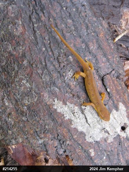 Red-spotted Newt