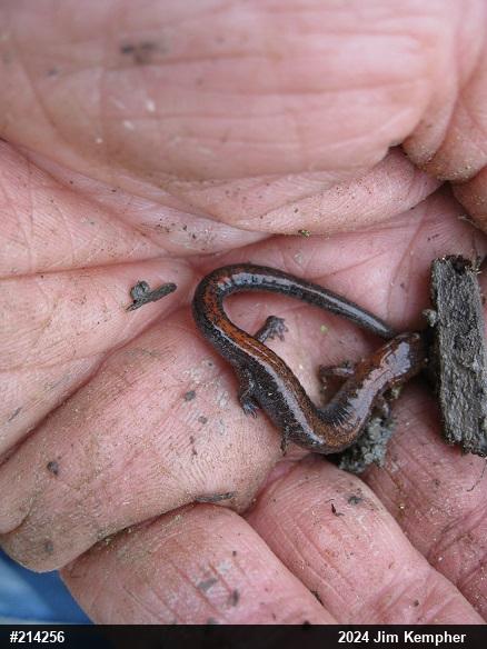 Eastern Red-backed  Salamander