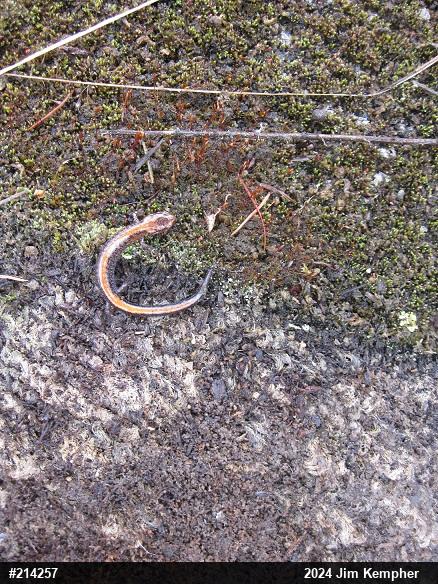 Eastern Red-backed  Salamander