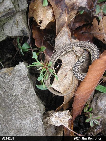 Eastern Gartersnake