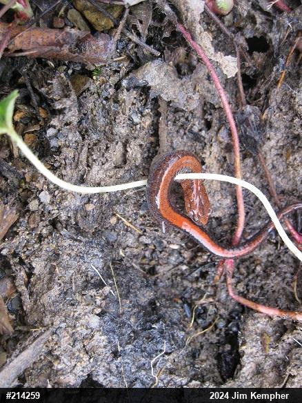 Eastern Red-backed  Salamander