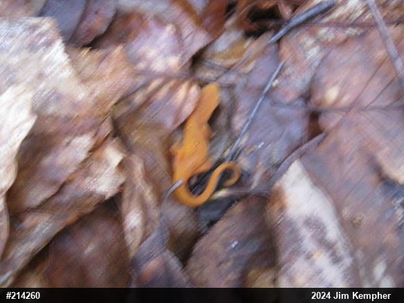 Red-spotted Newt
