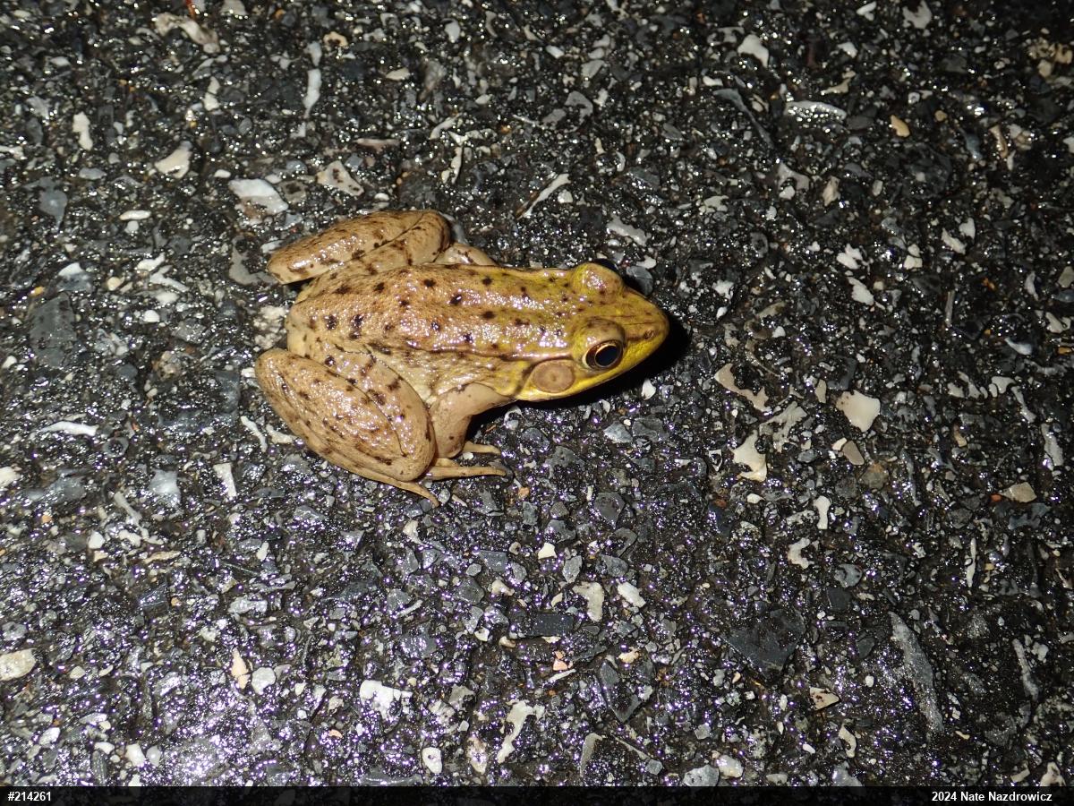 Green Frog