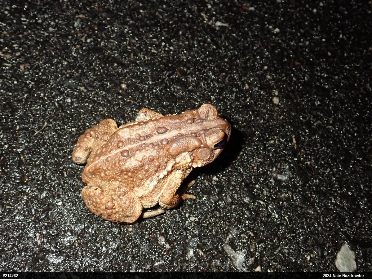 Eastern American Toad