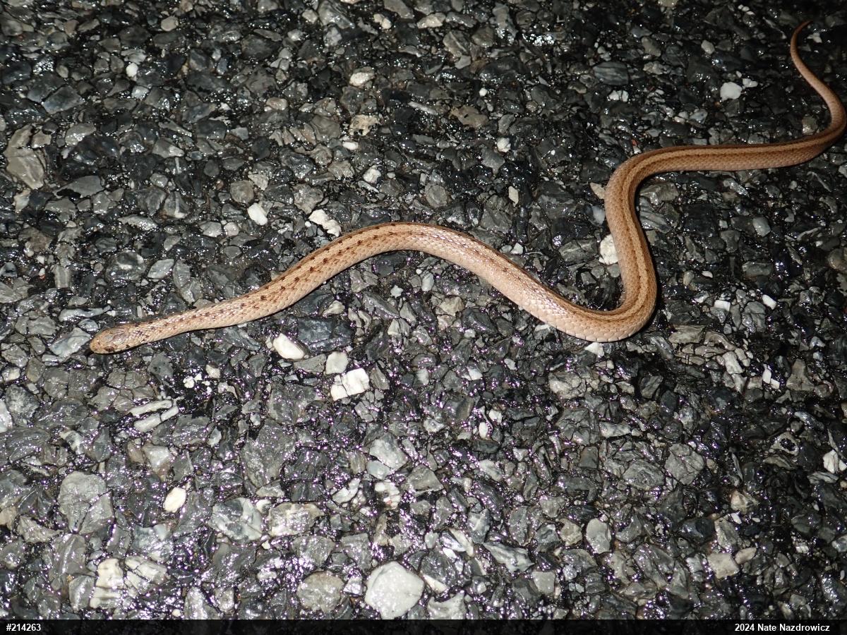 Dekay's Brownsnake