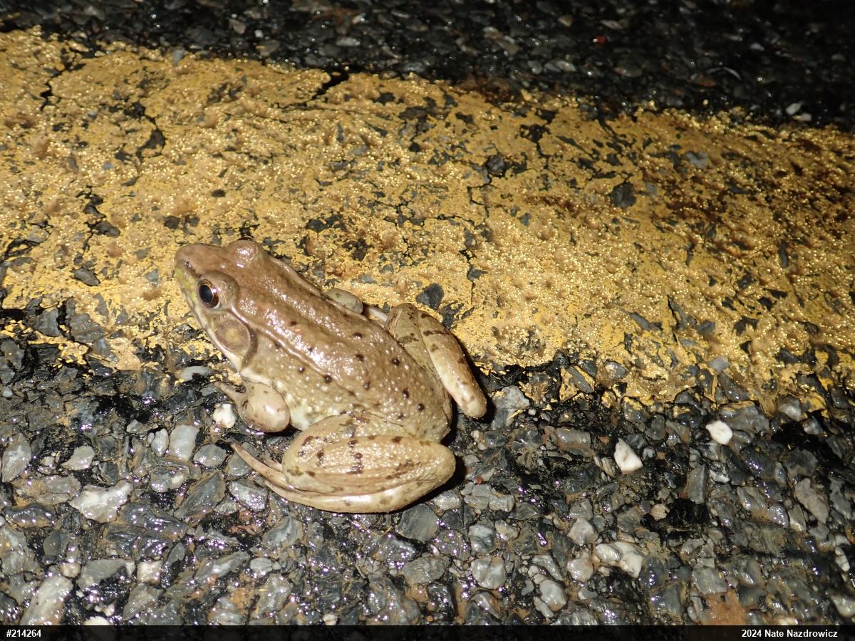 Green Frog