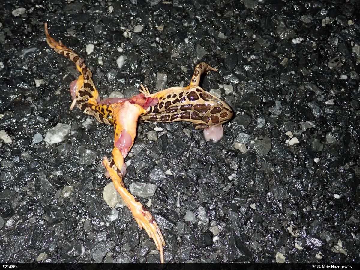 Pickerel Frog