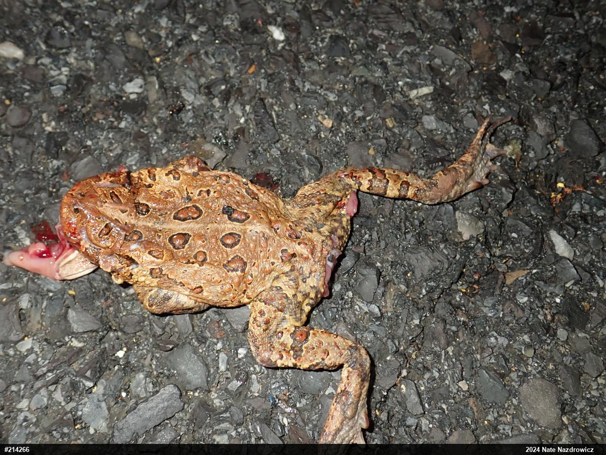 Eastern American Toad