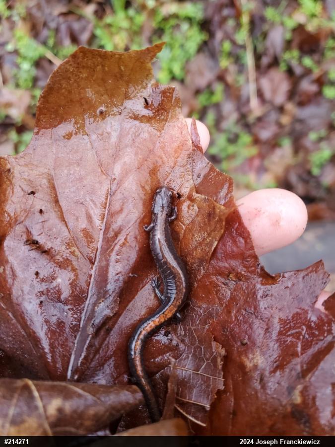 Eastern Red-backed  Salamander