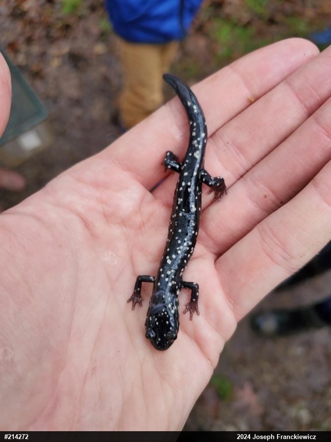 Northern Slimy Salamander
