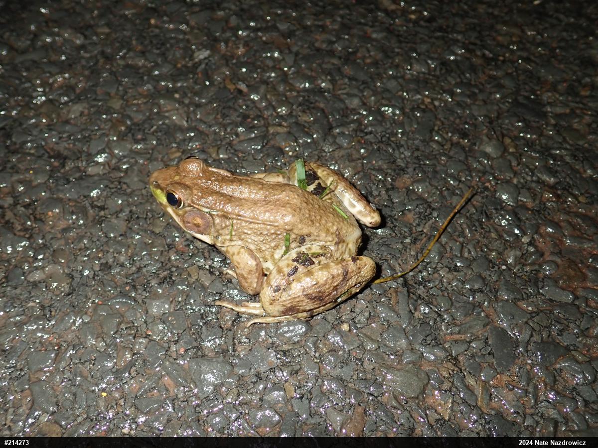 Green Frog