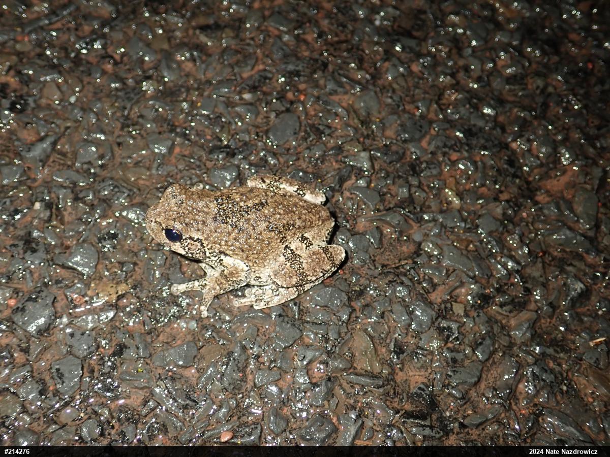 Unknown Gray Treefrog