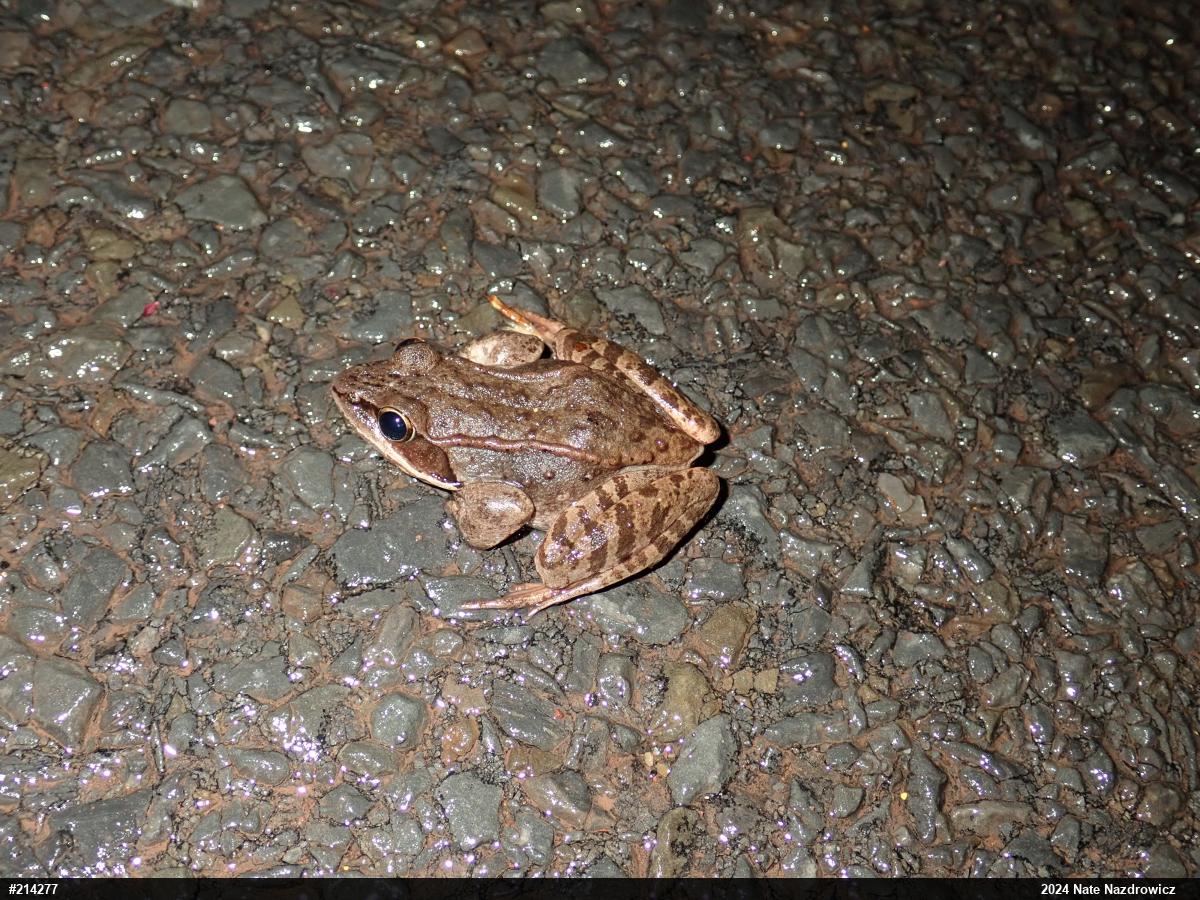 Wood Frog