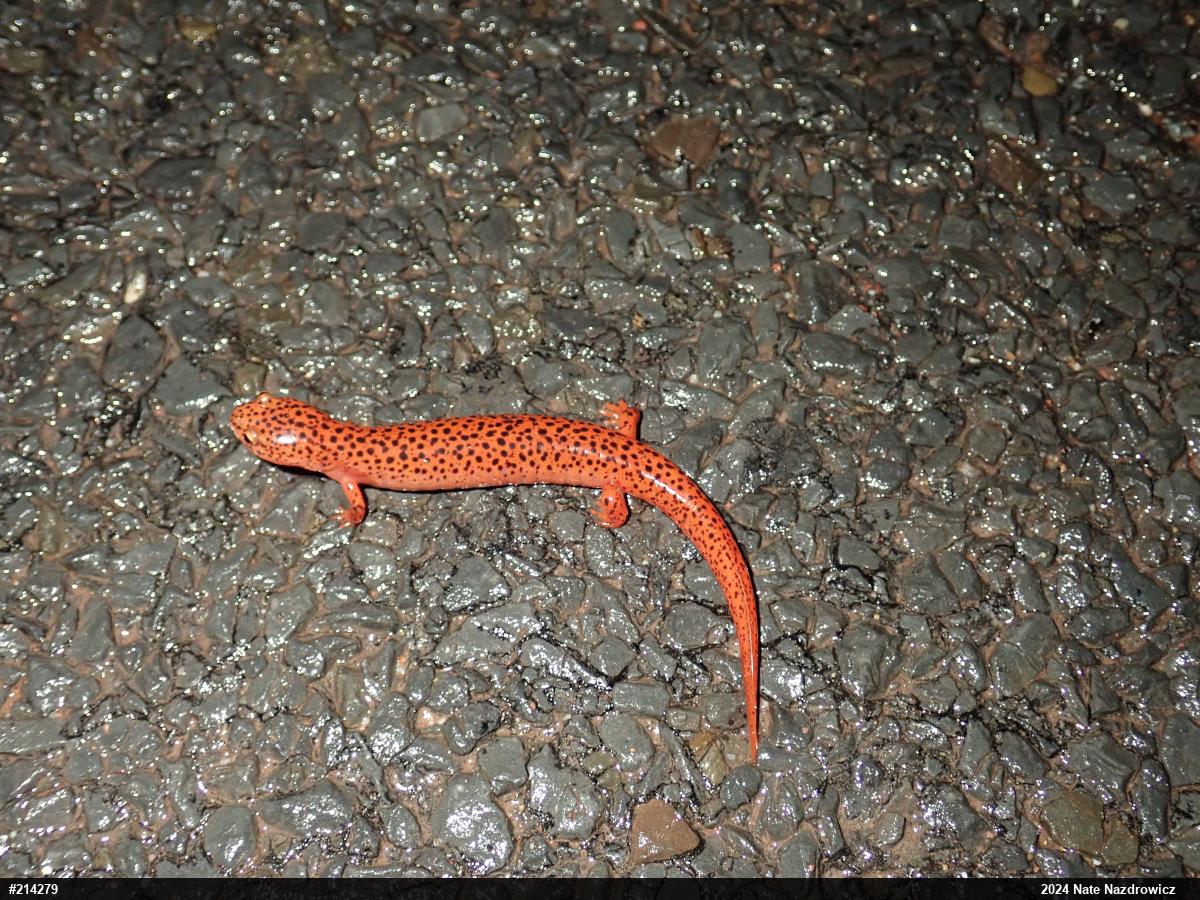 Northern Red Salamander