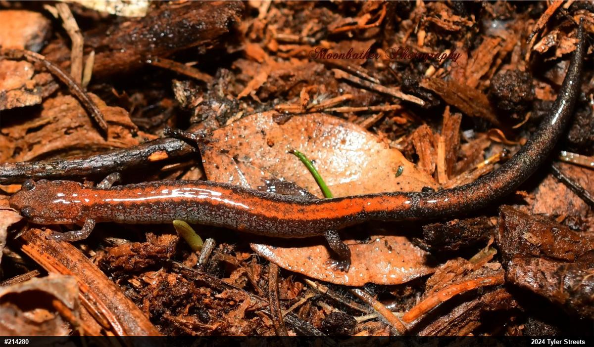 Eastern Red-backed  Salamander