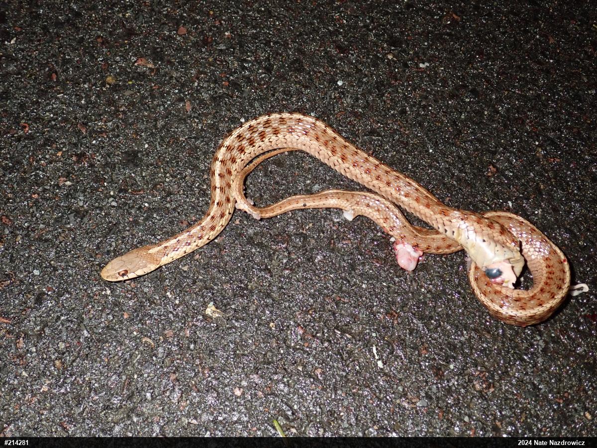 Eastern Gartersnake