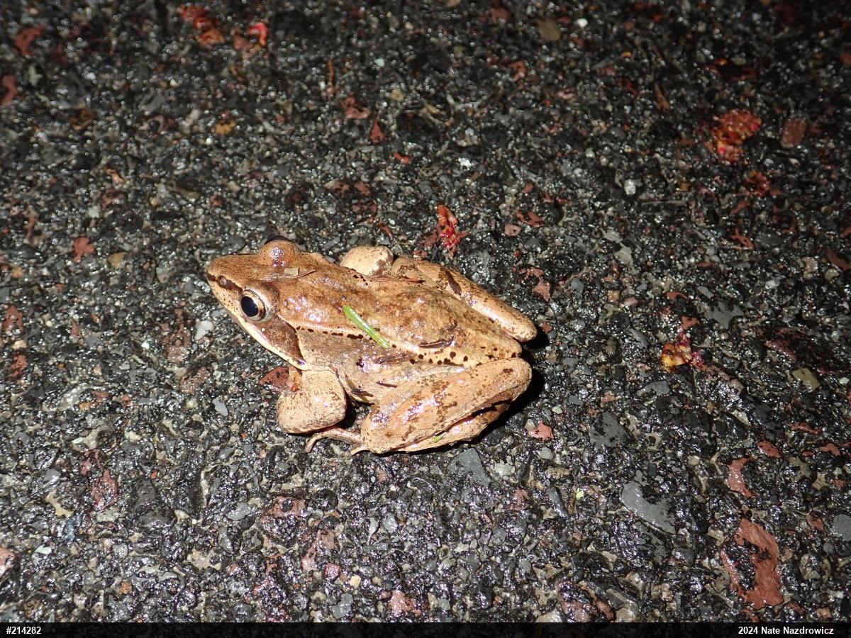 Wood Frog