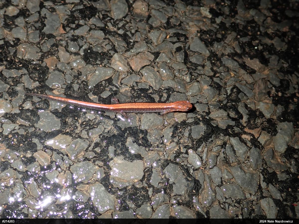 Eastern Red-backed  Salamander