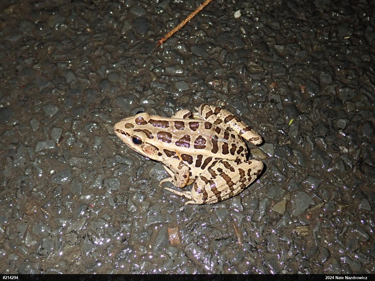 Pickerel Frog