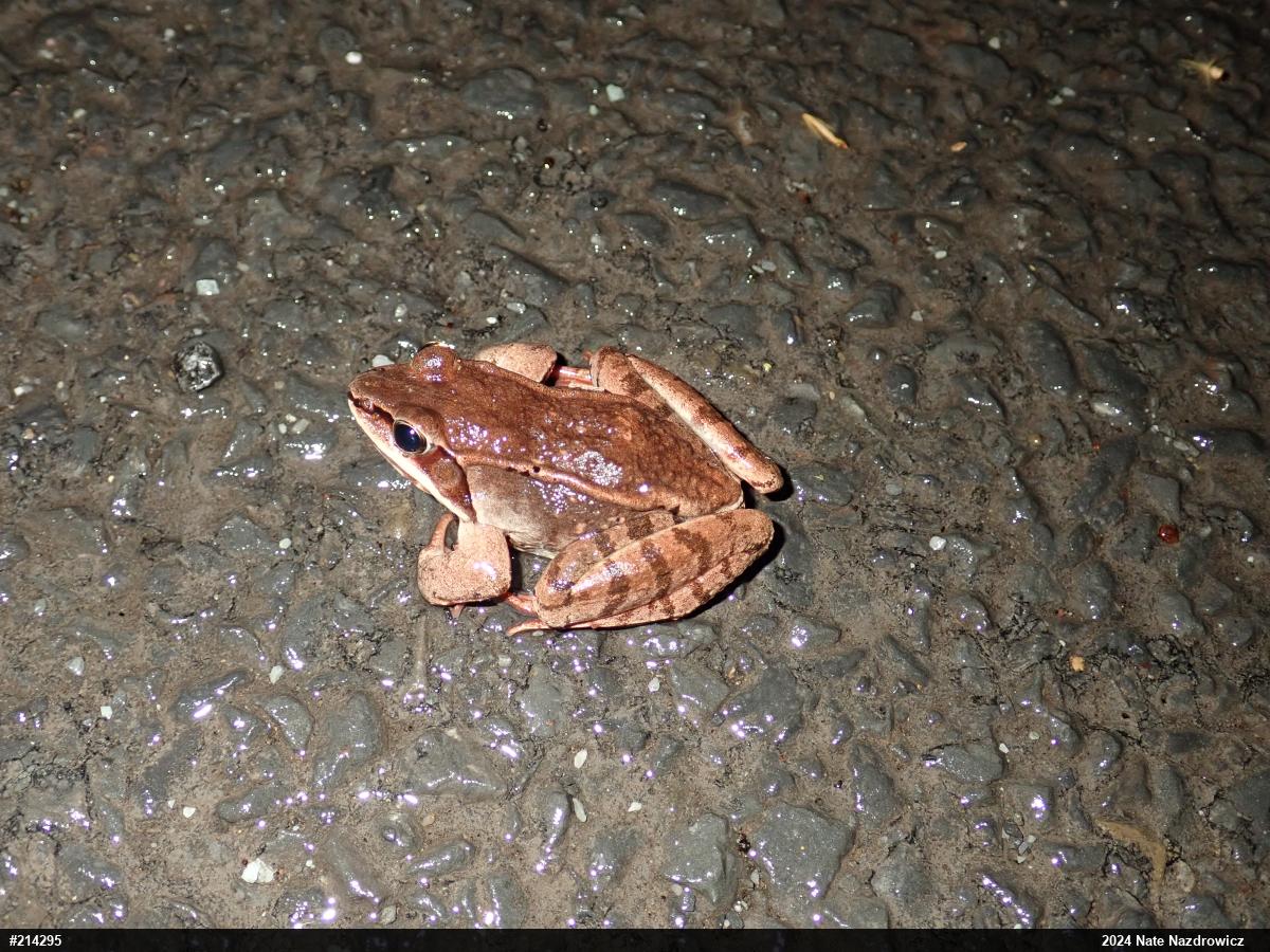 Wood Frog