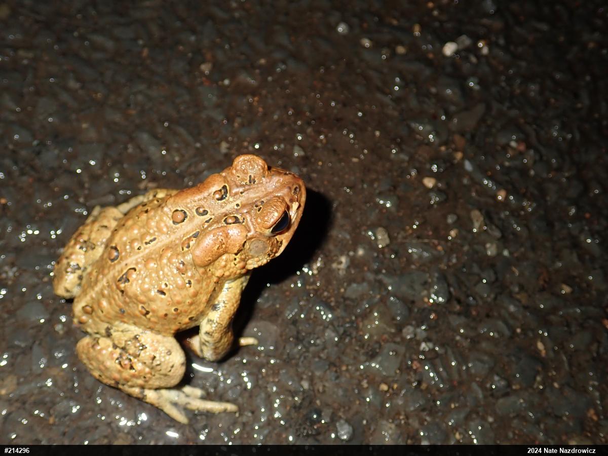Eastern American Toad