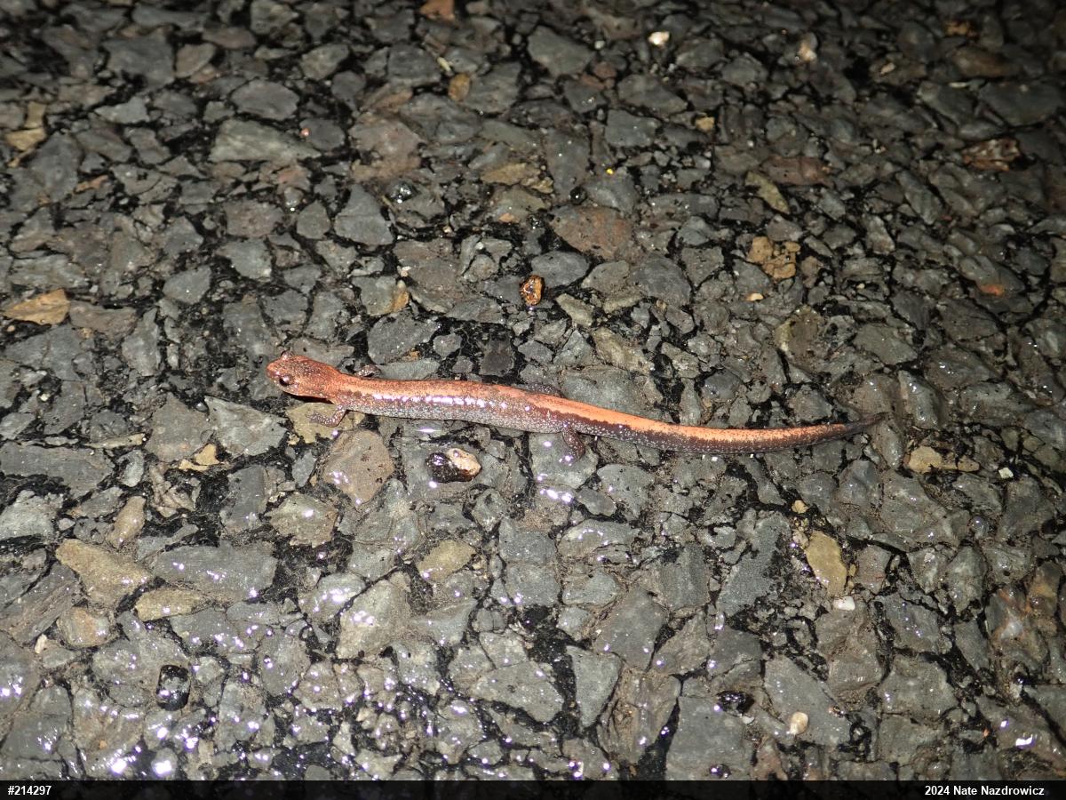 Eastern Red-backed  Salamander