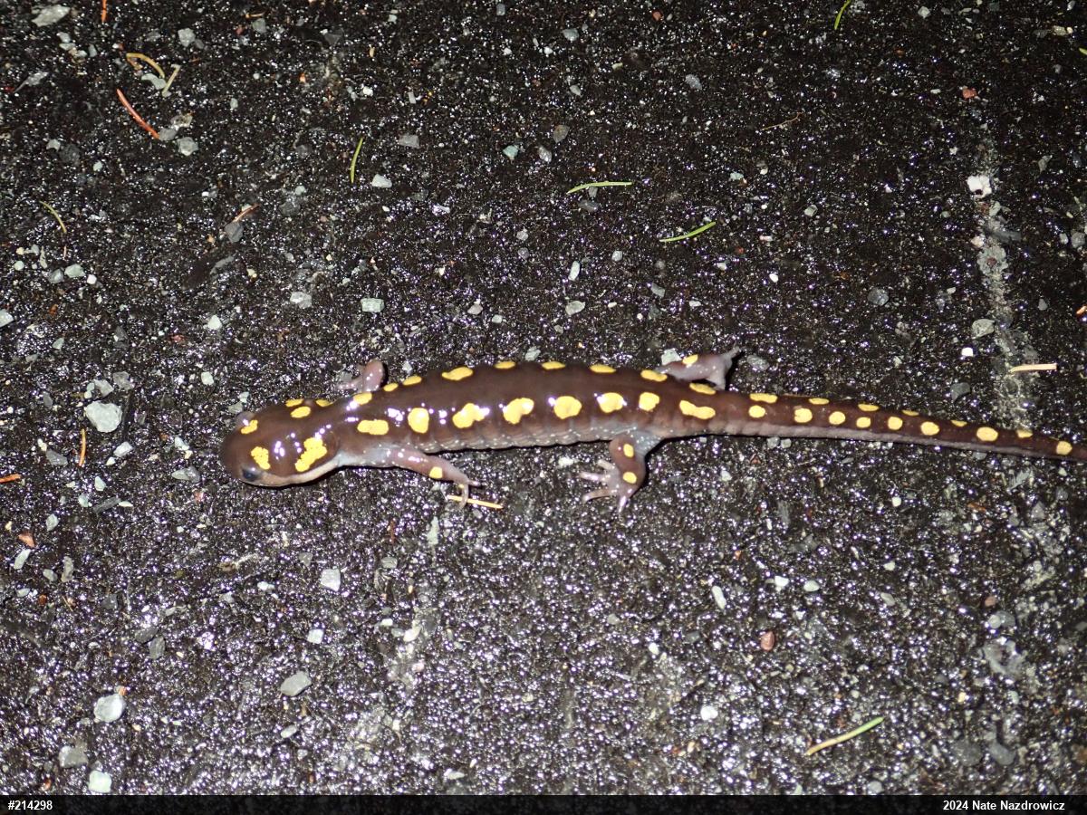 Spotted Salamander