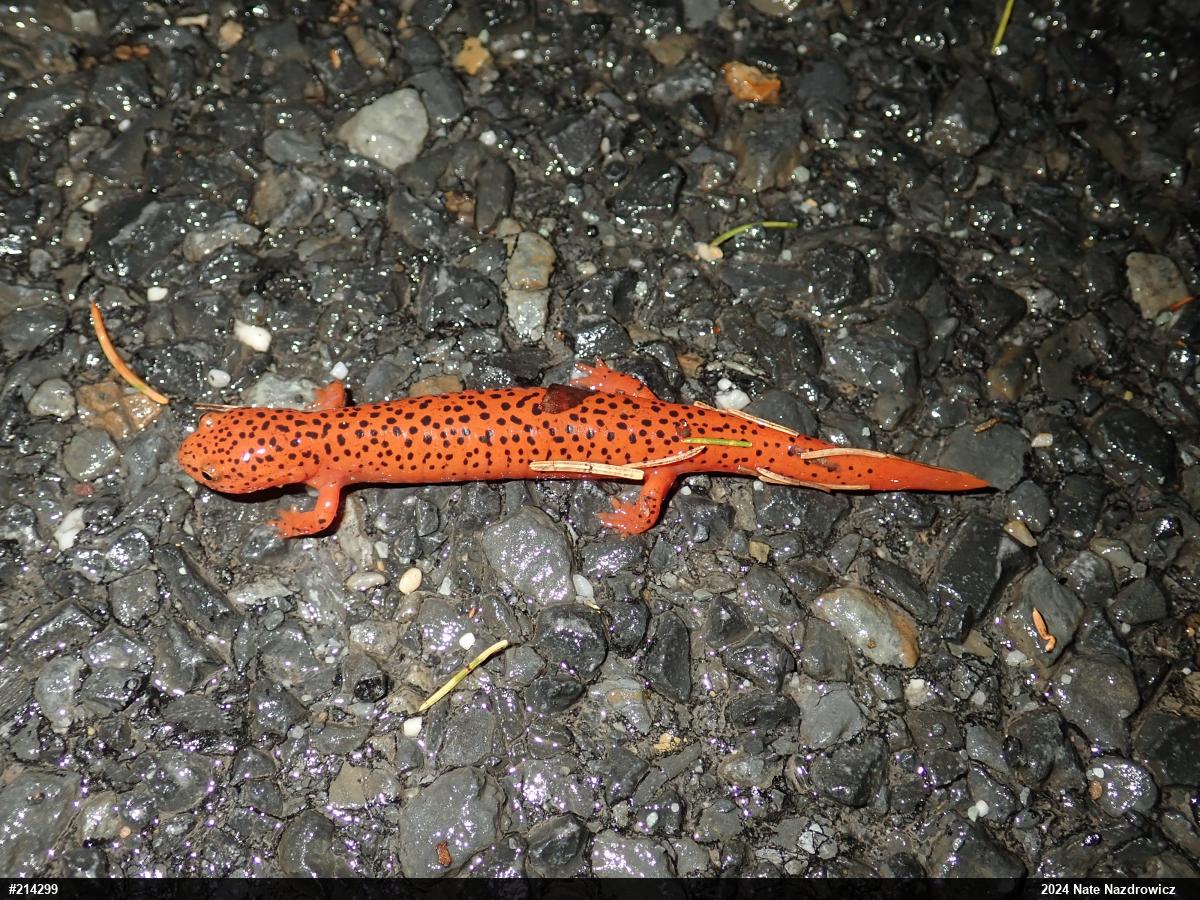 Northern Red Salamander