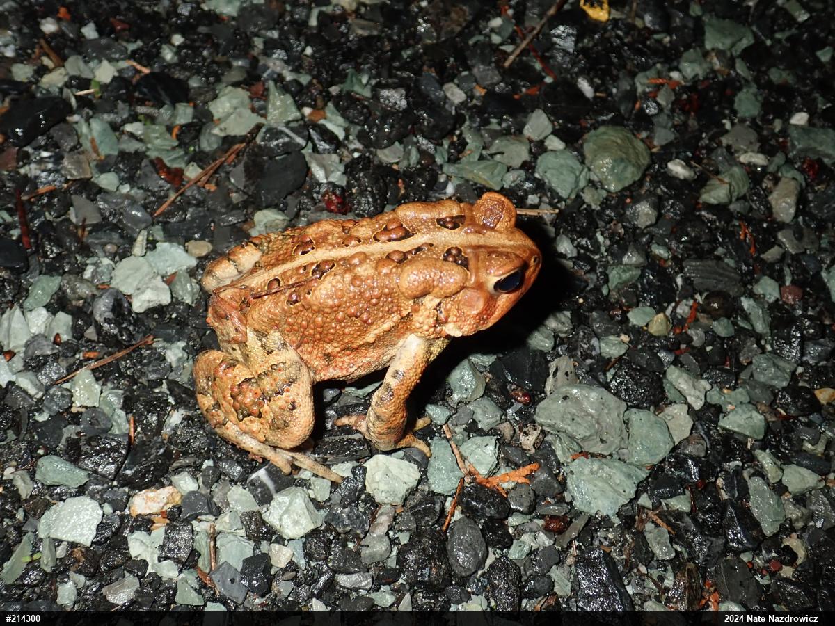 Eastern American Toad