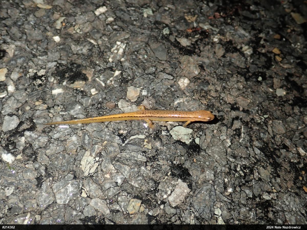 Northern Two-lined Salamander