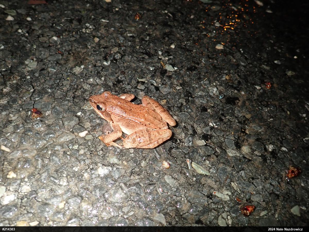 Wood Frog