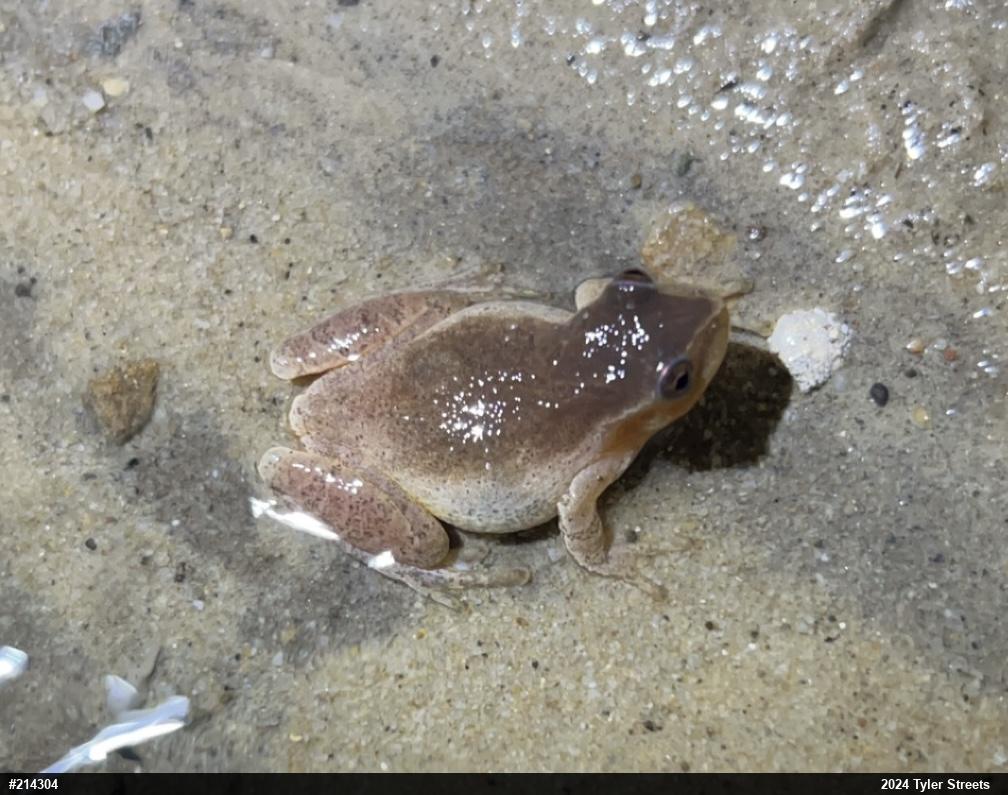 Spring Peeper