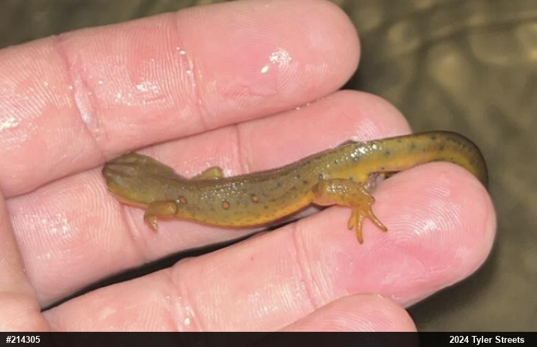 Red-spotted Newt