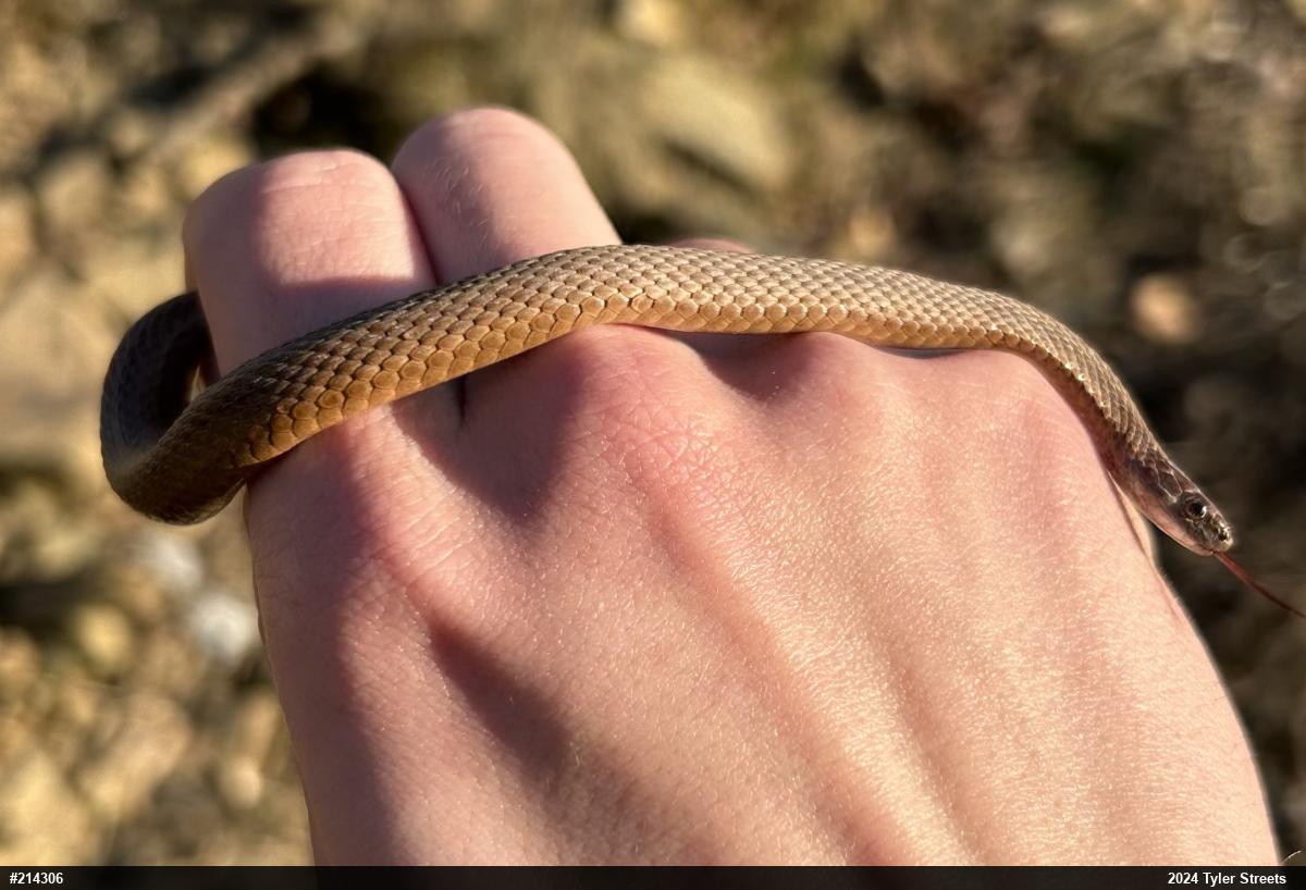 Red-bellied Snake