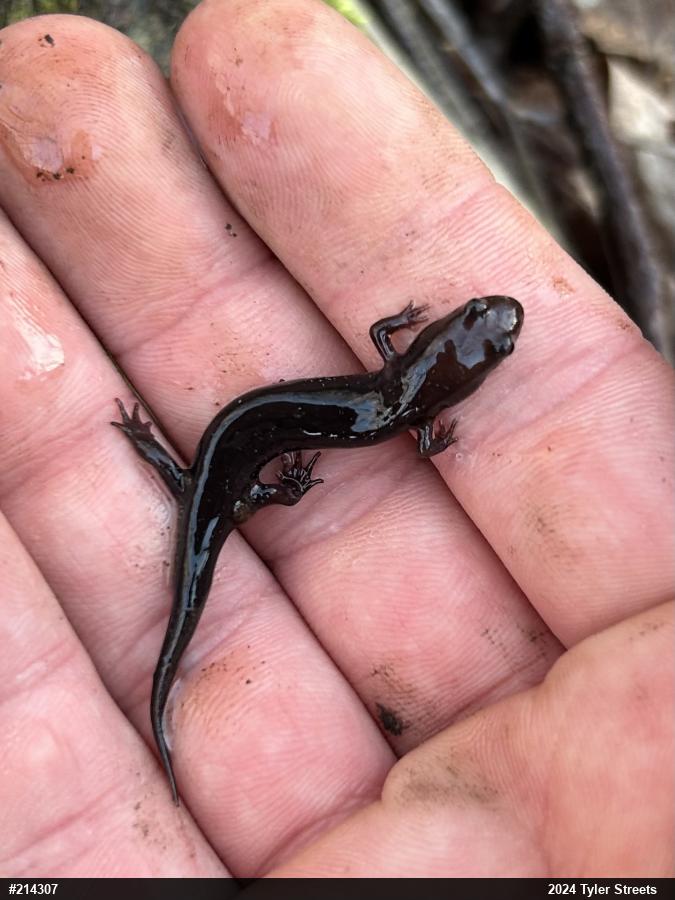 Allegheny Mountain Dusky Salamander