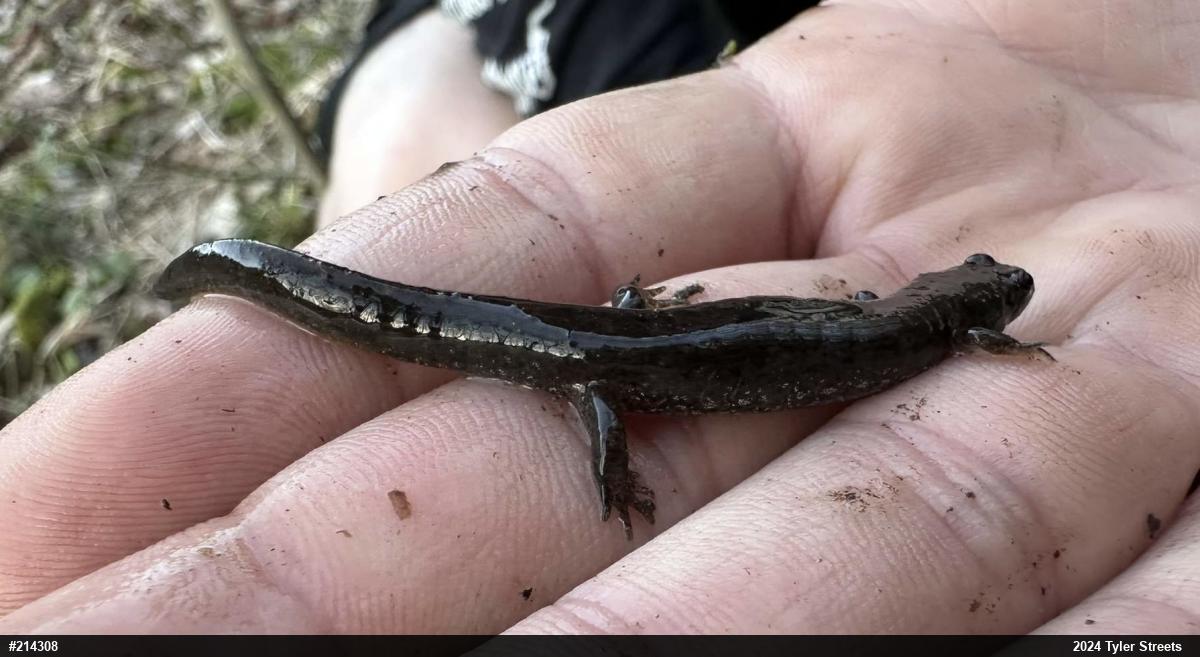 Northern Dusky Salamander