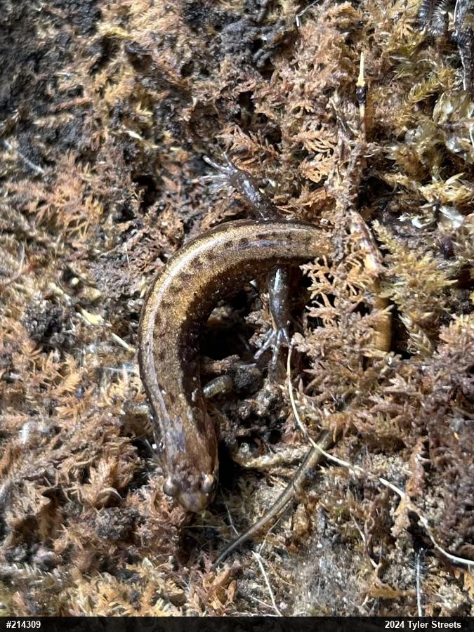 Allegheny Mountain Dusky Salamander