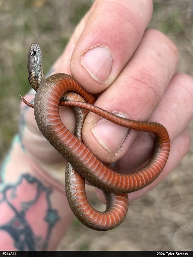 Red-bellied Snake