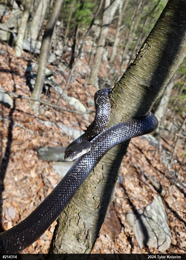 Eastern Ratsnake