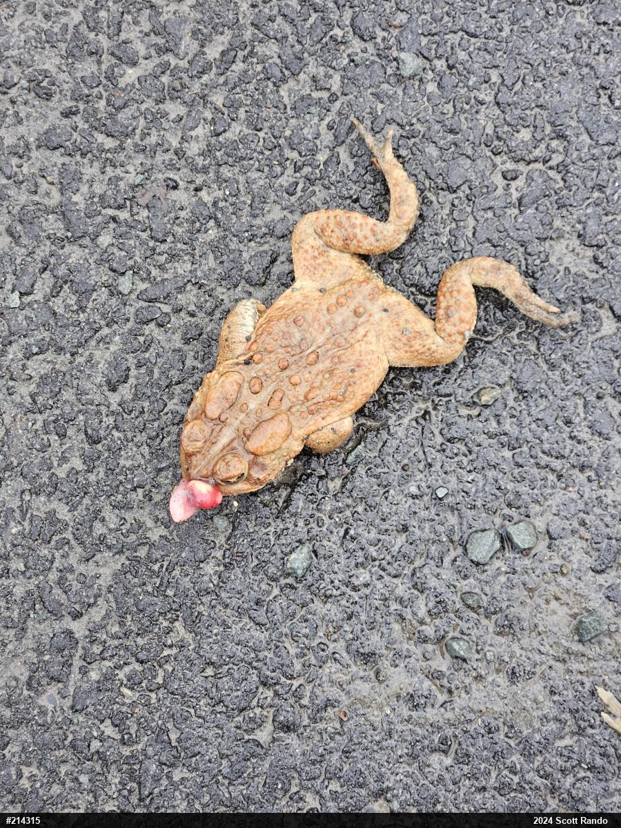 Eastern American Toad