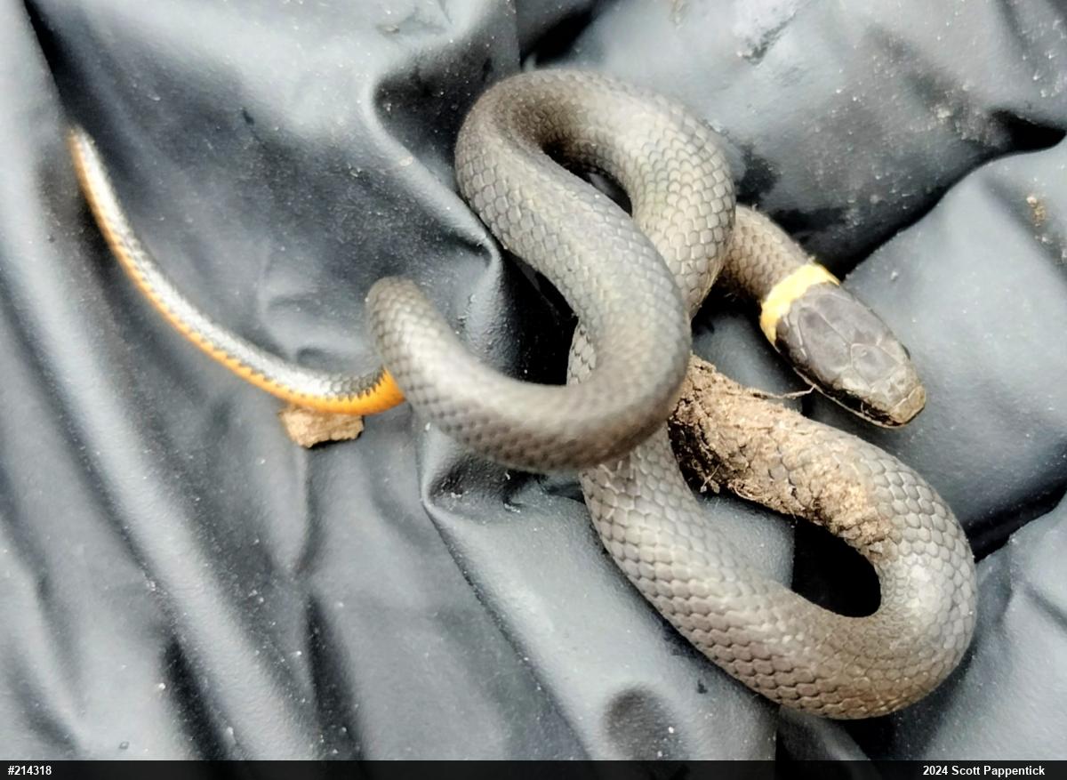 Northern Ring-necked Snake
