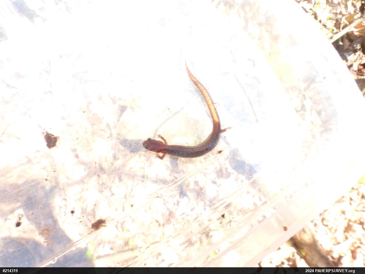 Eastern Red-backed  Salamander