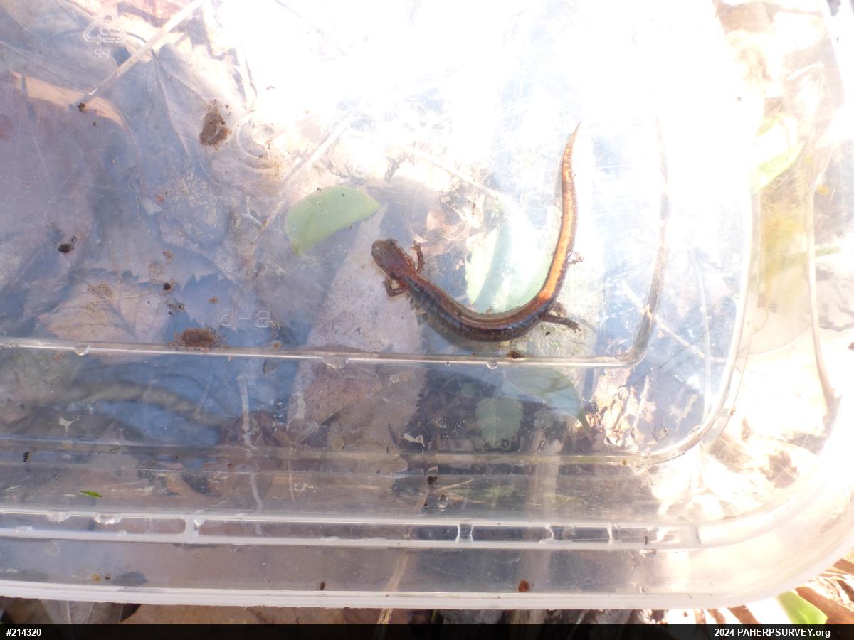 Eastern Red-backed  Salamander