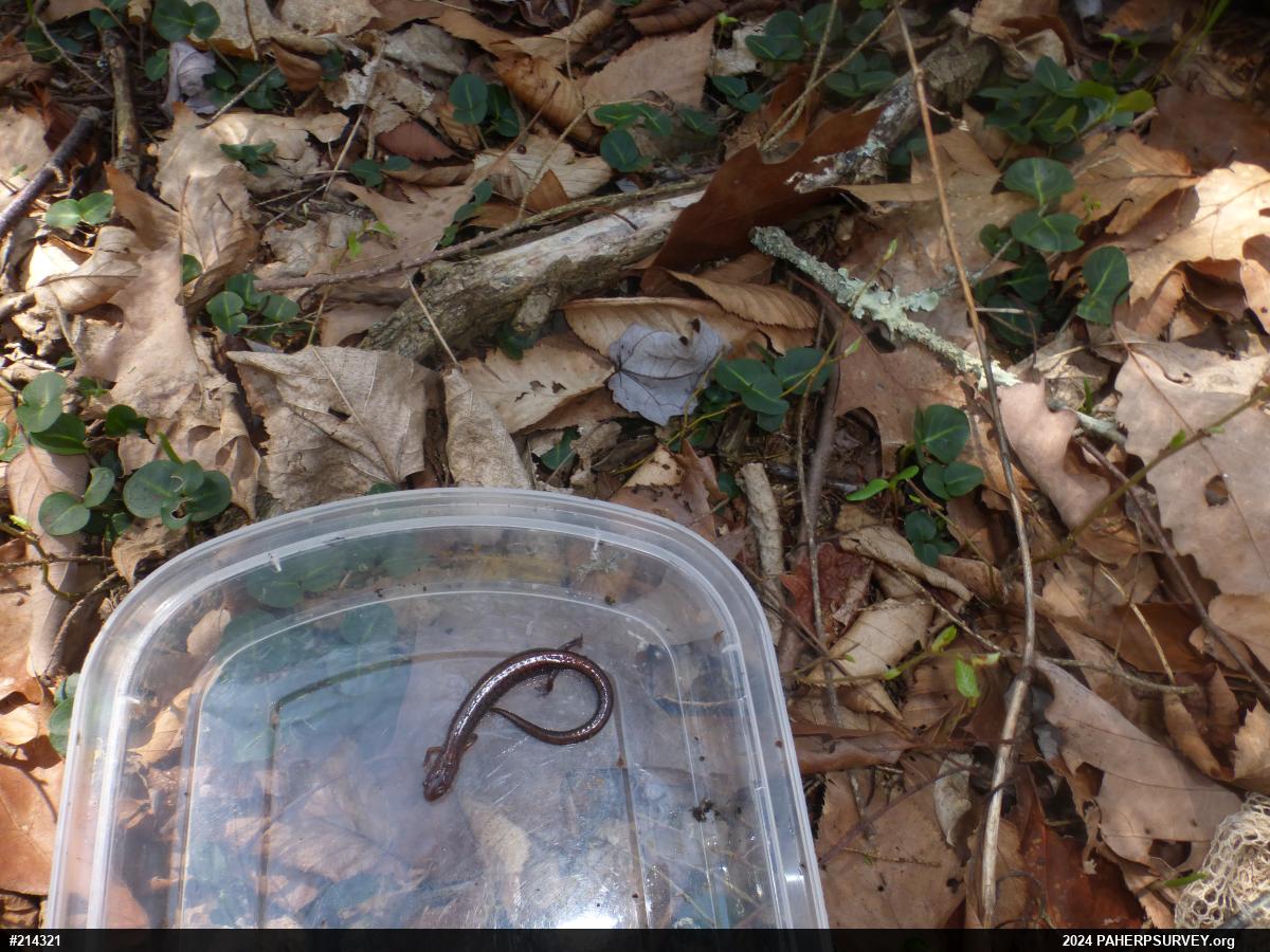 Eastern Red-backed  Salamander