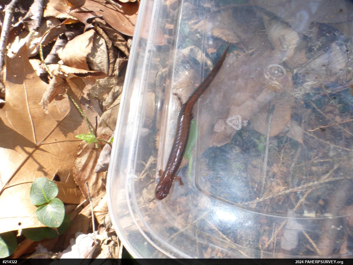 Eastern Red-backed  Salamander