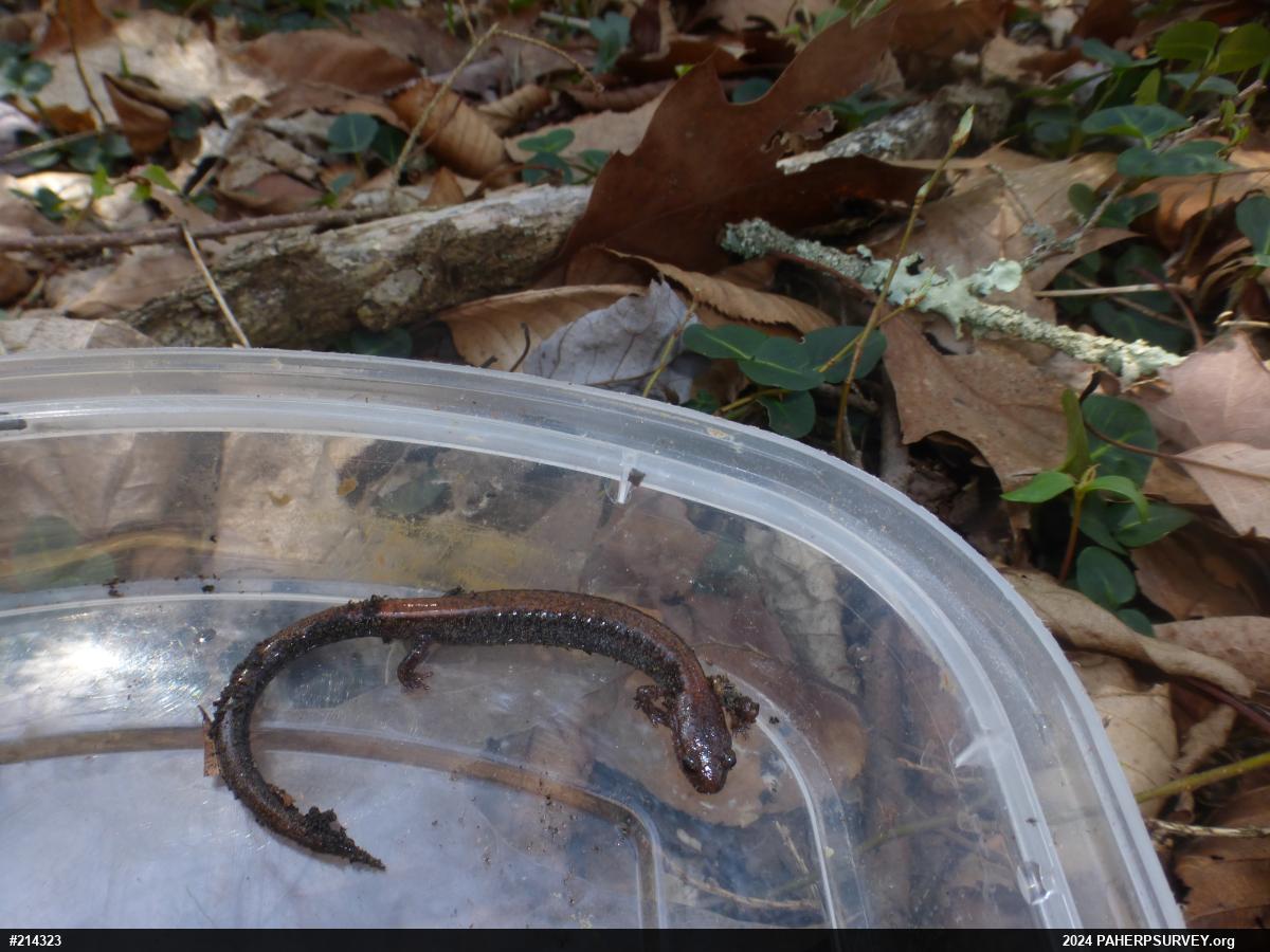 Eastern Red-backed  Salamander