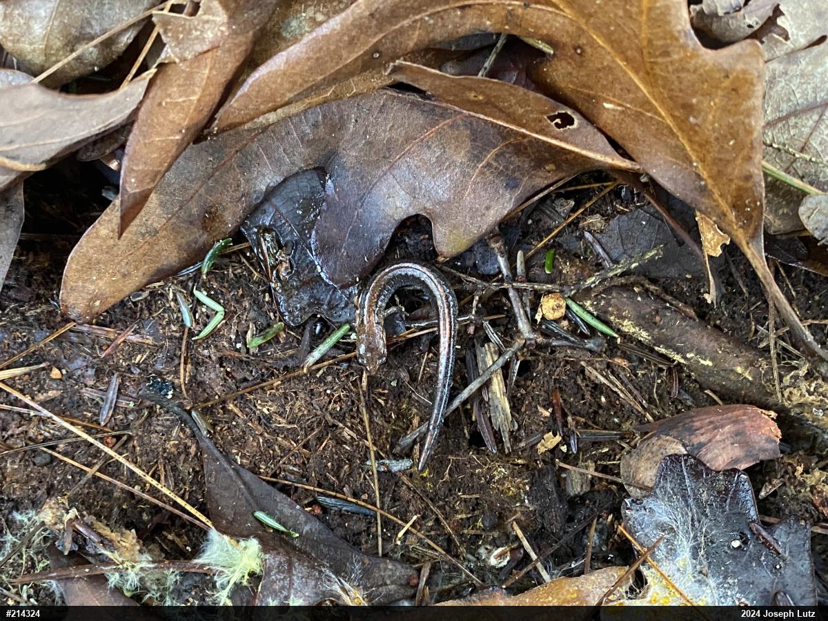 Eastern Red-backed  Salamander