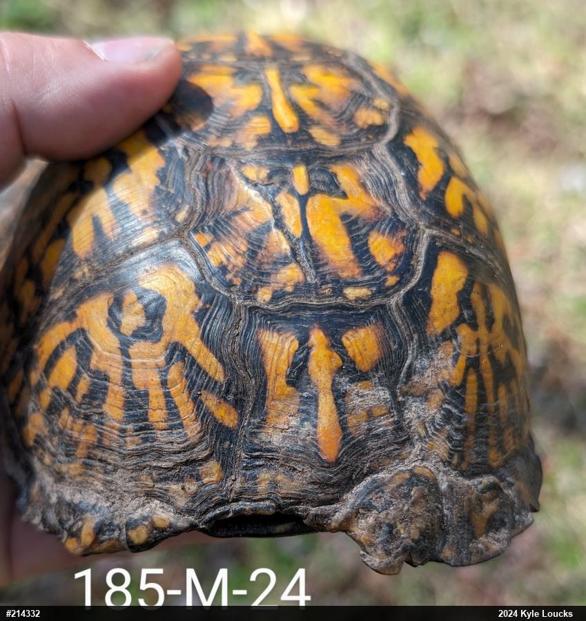 Eastern Box Turtle