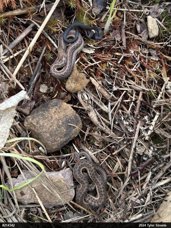 Northern Ring-necked Snake